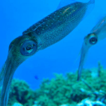 Squid Ring Teeth Protein Offers Potential to be an Eco-friendly Plastic Alternative