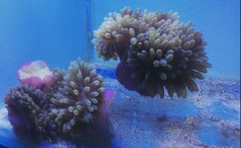 Anemones Fight Back in Reef Bleaching