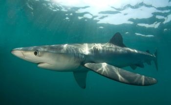 Industrialised Fishing Overlaps Threaten Shark Hotspots Worldwide