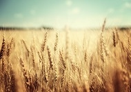 Rising CO2 Levels Could Boost Wheat Yield but Slightly Reduce Nutritional Quality