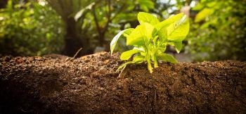 Combination of Waste Materials and Biomass can Improve the Sustainability of Soils