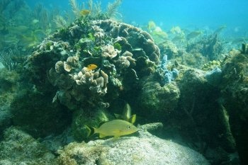 Scientists Study Response of Stony Corals to Varying Natural Environment