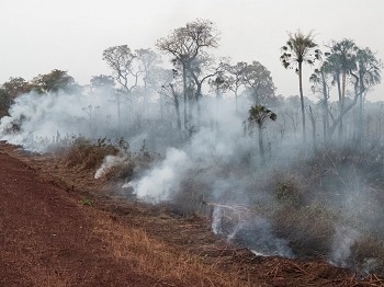 Around 2,000 New Amazon Fires Recorded Despite Burning Ban