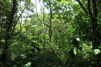 Mixed-Species Forests Increase Productivity and Stability of Ecosystems