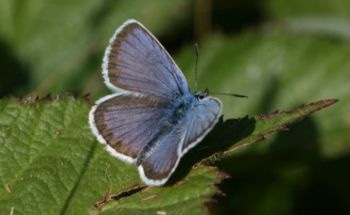 Impacts of Climate Change Benefiting Certain Butterflies