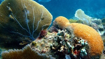 Metal Pollution in Warming Oceans is a Serious Threat to Soft Coral Sea Fans