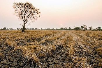 Study Predicts More Dominant Effect of Extreme Drought on Plants in Future