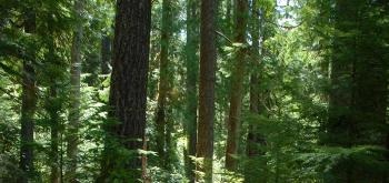 Study Identifies Importance of Forests for Mitigation of Climate Change