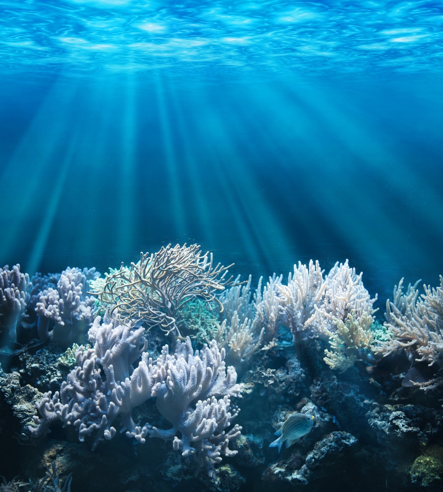 Ocean Deoxygenation: A Silent Driver Of Coral Reef Demise?