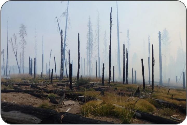 Study Synthesizes What Climate Change Means for Northwest Wildfires