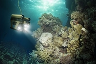 New Study Could Offer Insights About Potential for Survival of Coral Reefs