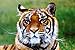 Chinese Additudes to the Conservation of Tigers is Changing
