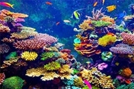 Coral-Eating Predators may Pay it Forward with Poop