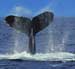 Sperm Whales Not Affected by Oil and Gas Seismic Work
