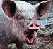 EPA Sets New High Standard for Pork Producers