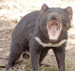 Project to Save the Endangered Tasmanian Devil From Extinction