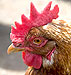 Organic, Natural Poultry the Subject of Food and Safety Research