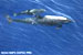 Fishing Stunts Dolphin Populations