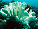 Massive Bleaching Threat to Coral in Australia's Great Barrier Reef