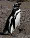 Penguin Populations in Rapid Decline