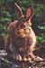 Snowshoe Hare May Take Role of Climate Change Poster Child