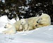Arctic Nations Move to Save Polar Bears From Global Warming