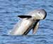 Climate Change Threatens Huge Population of Threatened Asian Dolphins