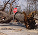 Hurricane Impact on Trees Contributing to Global Warming