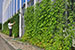 Kyocera Using Green Curtains to Make Buildings More Environmentally Friendly
