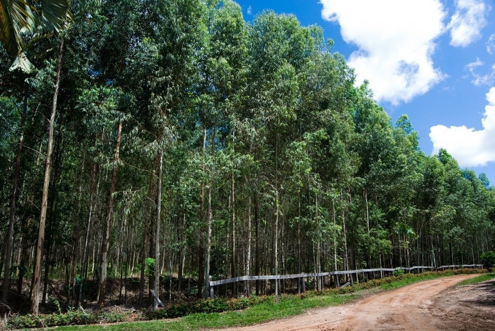 Photo of Nepriaznivé účinky úsilia o zalesňovanie na rozsiahlych tropických trávnatých plochách