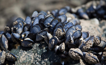 Study Shows How Climate Change Impacts Mussel Population