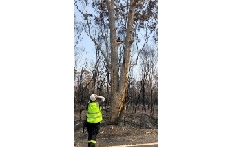 xMatters Teams with Australia’s Leading Wildlife Rescue Organization to Save Animals in the Face of Largest Bushfires on Record