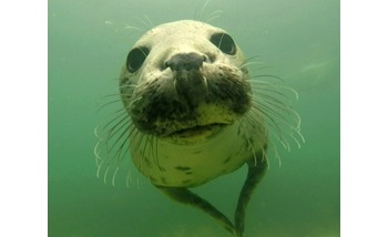 Grey Seals Discovered Clapping Underwater to Communicate