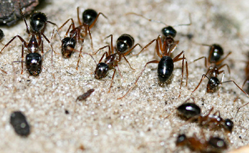 Sugar Ants’ Preference for Pee May Reduce Greenhouse Gas Emissions 