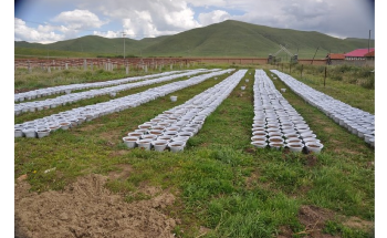 Study Examines Effect of Climate Change on Tibetan Plateau’s Seeds