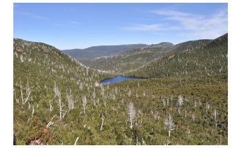 Tasmania’s Ancient Rainforest Faces Grim Future with Warming Climate