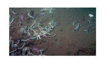 Methane can be Harvested by Deep-Sea Bacteria and Worms
