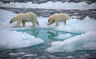 North Pole Likely to be Ice Free in Summer Before 2050