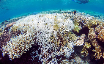 Scientists Successfully Develop ‘Heat Resistant’ Coral to Fight Bleaching