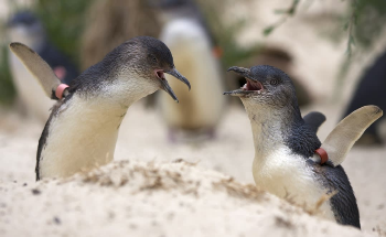 Learning About Penguin's Diet May Save Marine Life, Study Finds