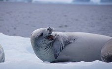 New Study Aims to Understand the Environmental Impacts on Antarctic Seals