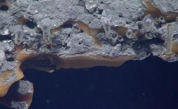 An Escape Route for Seafloor Methane