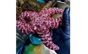 Starfish Could be in Respiratory Distress Due to Warming Ocean, Organic matter