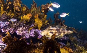 Are Partially Protected Areas the 'red herrings' of Marine Conservation?