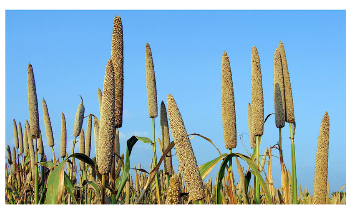 Pearl Millet can Withstand Climate Change Chaos Better than Wheat
