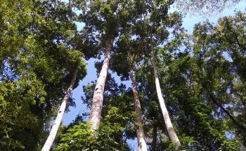 Philippine Forest Trees Threatened by Deforestation and Climate Change