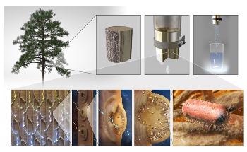 MIT Engineers Make Filters From Tree Branches to Purify Drinking Water