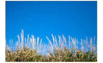 草可以帮助生产可持续的生物燃料