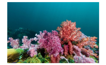 More Attention Needed on the Impact of Sunscreen on World’s Coral Reefs
