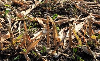 Agricultural Crop Residue Could Help Reduce Global CO2 Emissions